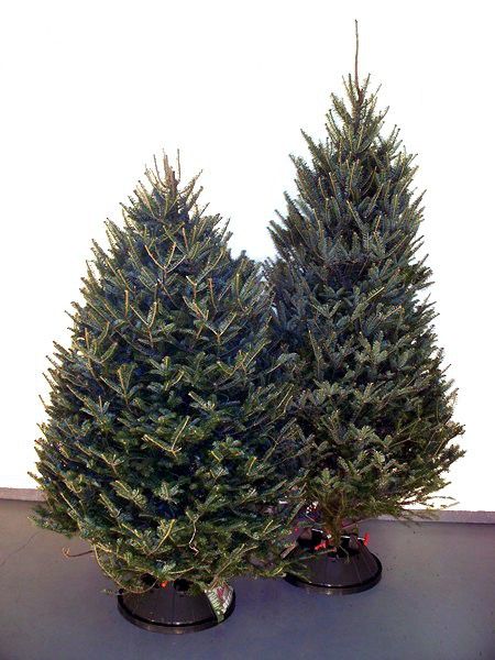 Balsam Fir Xmas Tree