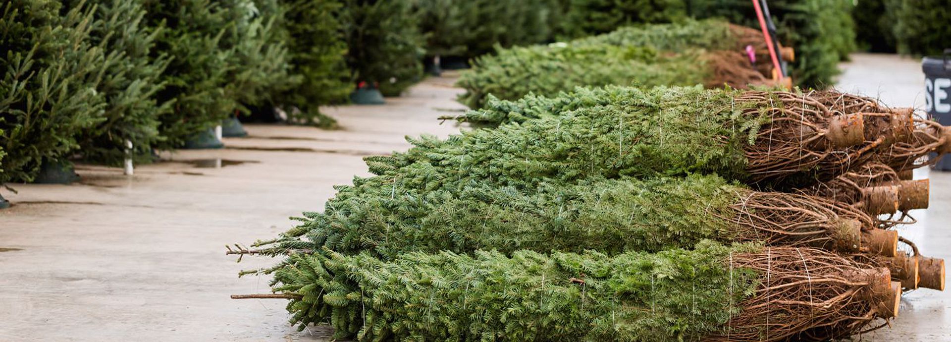 Okotoks Christmas Tree Delivery