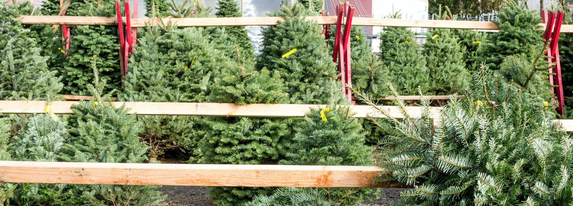 Calgary Christmas Tree Delivery